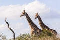 Giraffes Two Animals Royalty Free Stock Photo