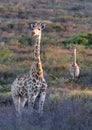 Giraffes Royalty Free Stock Photo