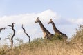 Giraffes Two Wilderness Royalty Free Stock Photo