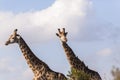 Giraffes Two Wildlife Royalty Free Stock Photo