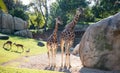 giraffes in Valencia Biopark  Spain Royalty Free Stock Photo