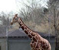 Reticulated giraffe stands high above the chain link fence