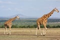 Giraffes walking across dry savannah