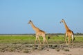 Giraffes walking over Etosha plains