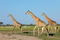 Giraffes walking over Etosha plains