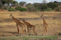 Giraffes walking in the savanna