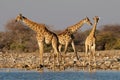 Giraffes at a waterhole - Etosha National Park