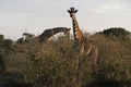 Giraffes in the wild Royalty Free Stock Photo