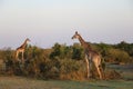 Giraffes in the wild Royalty Free Stock Photo