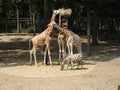 Giraffes and zebra Royalty Free Stock Photo