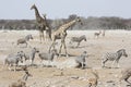 Giraffes, Zebra, and Springbok gather at a watering hole in Etosha National Park to drink in Namibia, Africa Royalty Free Stock Photo