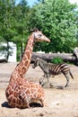 Giraffes and zebra in the zoo safari park