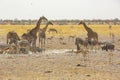 African Wildlife at Busy Waterhole