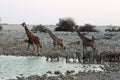 Giraffes and zebras at the waterhole - Namibia Africa Royalty Free Stock Photo