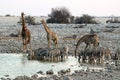 Giraffes and zebras at the waterhole - Namibia Africa Royalty Free Stock Photo