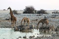 Giraffes and zebras at the waterhole - Namibia Africa Royalty Free Stock Photo