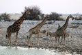 Giraffes and zebras at the waterhole - Namibia Africa Royalty Free Stock Photo