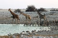 Giraffes and zebras at the waterhole - Namibia Africa Royalty Free Stock Photo