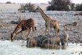 Giraffes and zebras at the waterhole - Namibia Africa Royalty Free Stock Photo