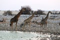 Giraffes and zebras at the waterhole - Namibia Africa Royalty Free Stock Photo