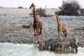 Giraffes and zebras at the waterhole - Namibia Africa Royalty Free Stock Photo