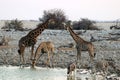 Giraffes and zebras at the waterhole - Namibia Africa Royalty Free Stock Photo