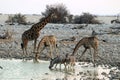 Giraffes and zebras at the waterhole - Namibia Africa Royalty Free Stock Photo