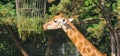 giraffes zoo animals long hair nature in the zoo Royalty Free Stock Photo