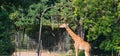 giraffes zoo animals long hair nature in the zoo Royalty Free Stock Photo