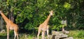 giraffes zoo animals long hair nature in the zoo Royalty Free Stock Photo