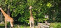 giraffes zoo animals long hair nature in the zoo Royalty Free Stock Photo