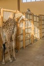 Giraffes Zoo Royalty Free Stock Photo