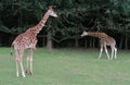 Giraffes in ZOO in Dvur Kralove nad Labem Royalty Free Stock Photo