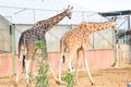 Two Giraffes in a zoo enclosure Royalty Free Stock Photo