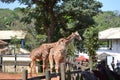 giraffes in the zoo in Spain Royalty Free Stock Photo