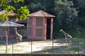 Giraffes zoo Royalty Free Stock Photo