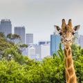 Giraffes at Zoo with a view of the skyline of Sydney in the back