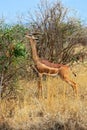 Giraffidae antelope gerenuk