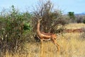 Giraffidae antelope gerenuk