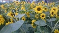 Girasoles Royalty Free Stock Photo