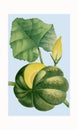 Giraumon Squash. Digital watercolor art Royalty Free Stock Photo