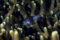 Girdled Cardinalfish Taeniamia zosterophora Royalty Free Stock Photo