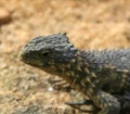 girdled lizard sungazer Smaug giganteus Cordylus giganteus in terrarium Royalty Free Stock Photo