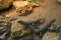 girdled lizard sungazer Smaug giganteus Cordylus giganteus in terrarium Royalty Free Stock Photo