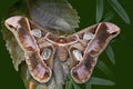 Girdled Silk Moth Royalty Free Stock Photo