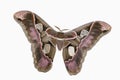 Girdled Silk Moth