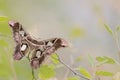 Girdled Silk Moth Royalty Free Stock Photo