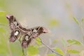 Girdled Silk Moth