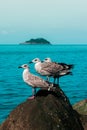 Giresun Island and Seagulls