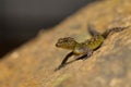 Giri`s Day Gecko, Cnemaspis girii, Kaas, Maharashtra, India Royalty Free Stock Photo